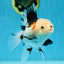 A Grade Tricolor Oranda Female 5-5.5 inches #081525OR_29