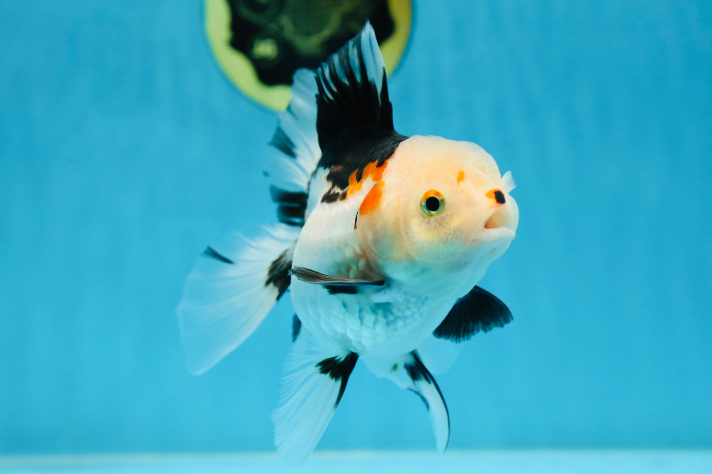 A Grade Tricolor Oranda Female 5-5.5 inches #081525OR_29