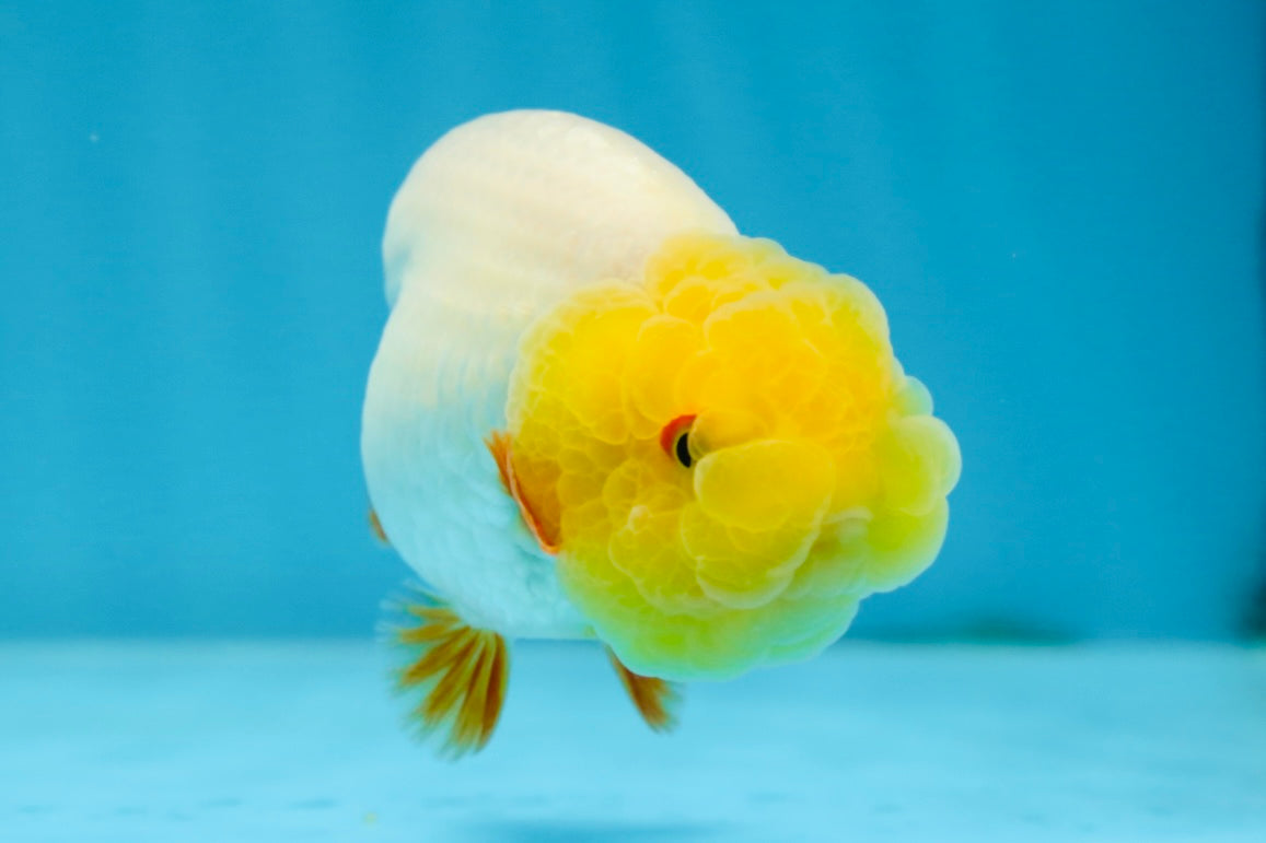 A Grade Lemonhead LionKing 3.5 inches #070425LC_06