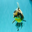 AAA Grade Calico Oranda Male 6 inches #070626OR_11