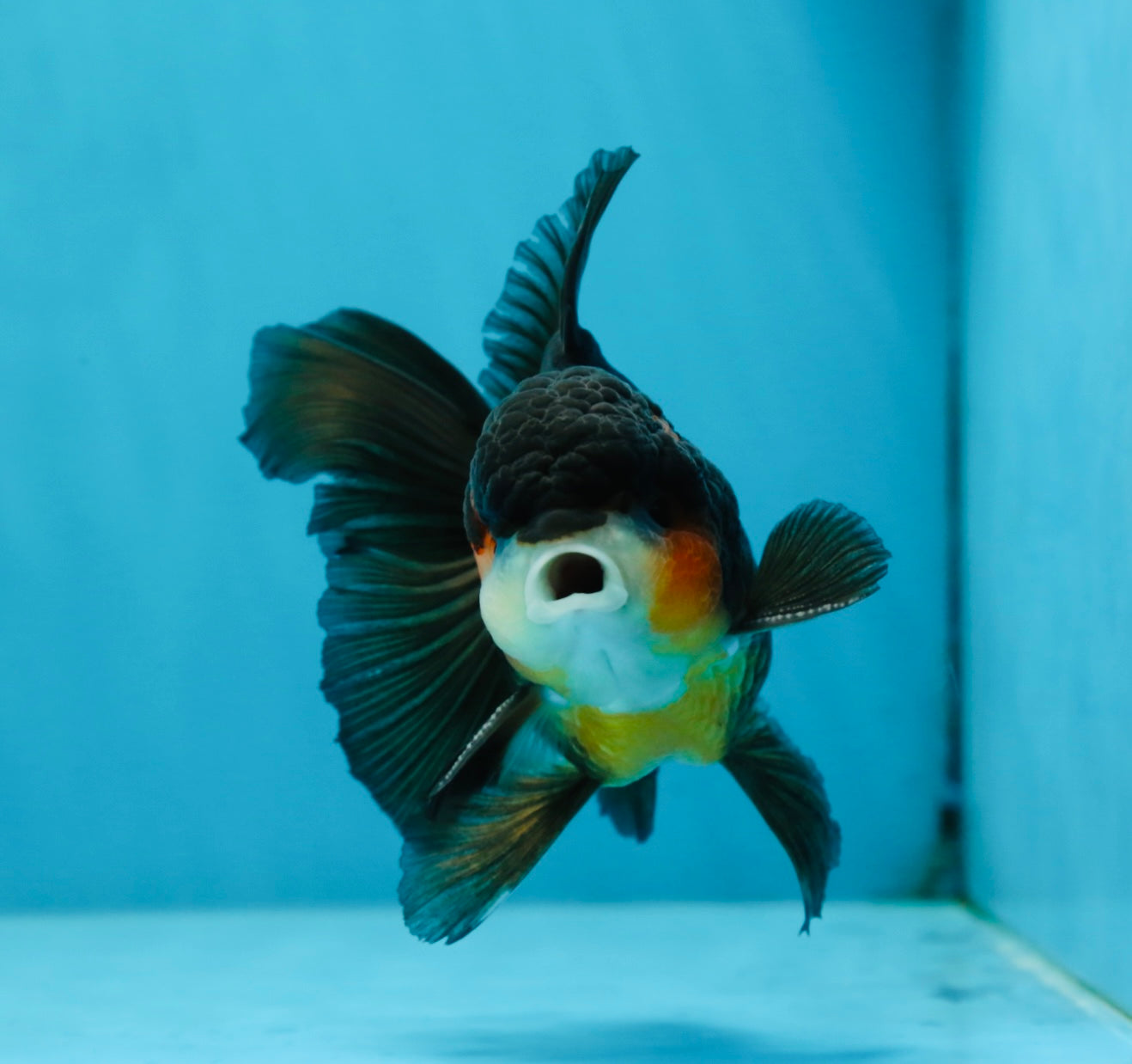 A Grade Tricolor Oranda Male 4.5 inches #053025OR_18