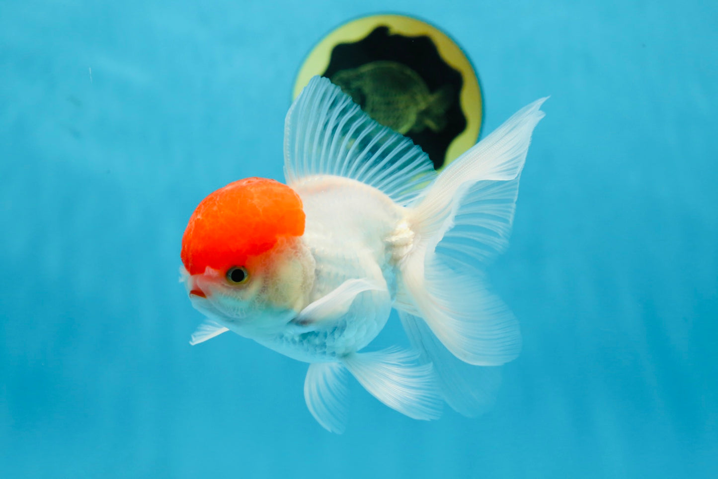 A Grade Little Tomato Cap Red Cap Oranda Male 4-4.5 inches #062025OR_18