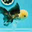 AAA Grade Lemonhead Panda Button Eyes Oranda Male 5.5-6 inches #1011OR_02