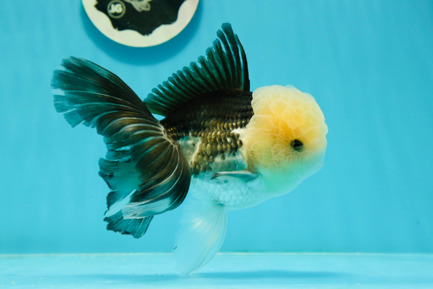 AAA Grade Lemonhead Panda Button Eyes Oranda Male 5.5-6 inches #1011OR_02