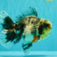 AAA Grade Super Special Marble Kirin Oranda Male 6 inches #061926OR_16