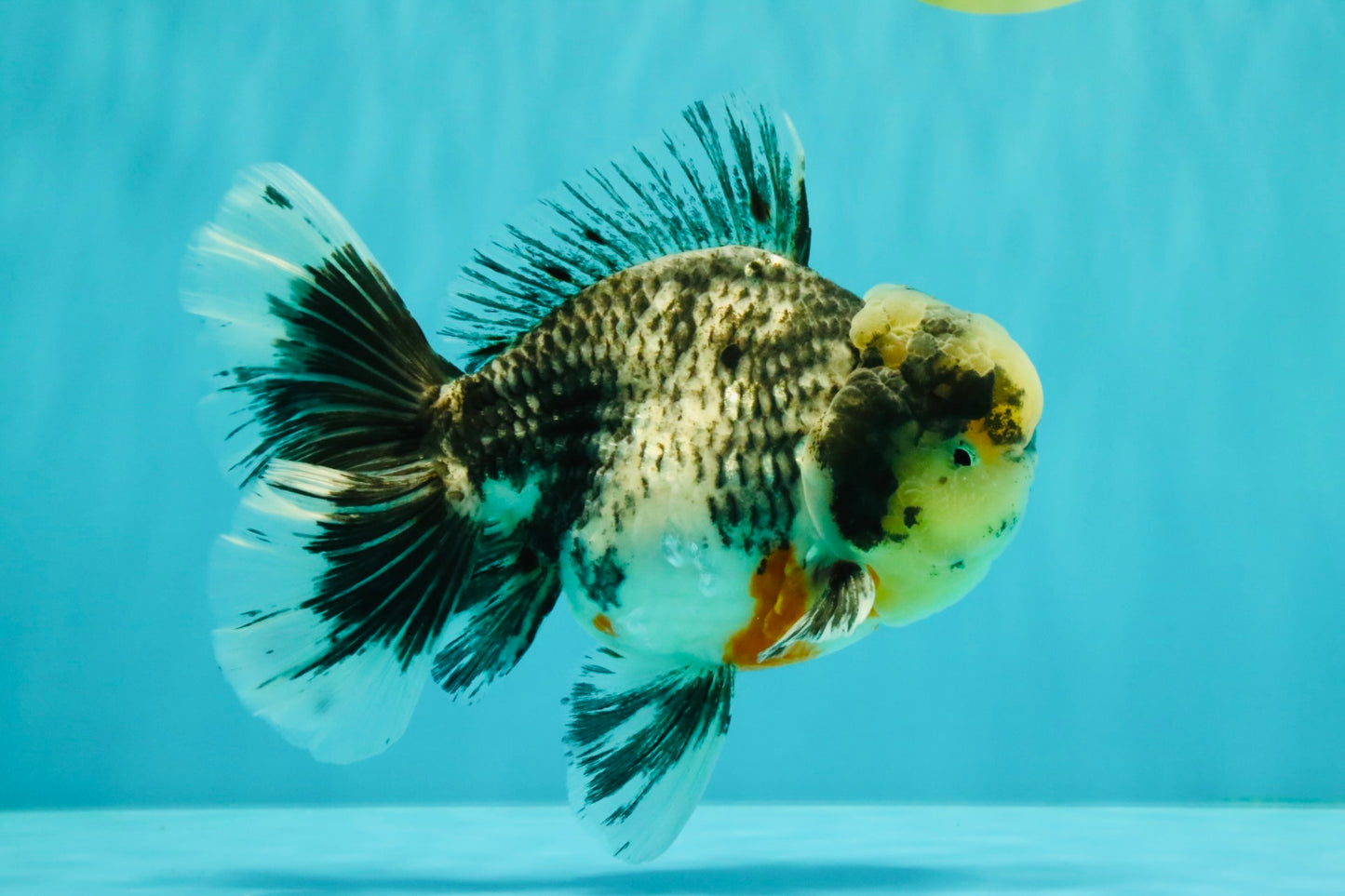 AAA Grade Super Special Marble Kirin Oranda Male 6 inches #061926OR_16