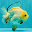 A Grade Chicken White Yuanbao Female 5 inches #062626YB_15