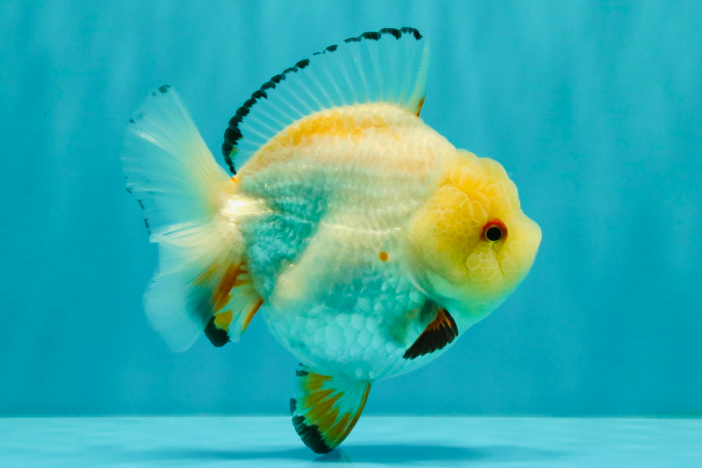 A Grade Chicken White Yuanbao Female 5 inches #062626YB_15
