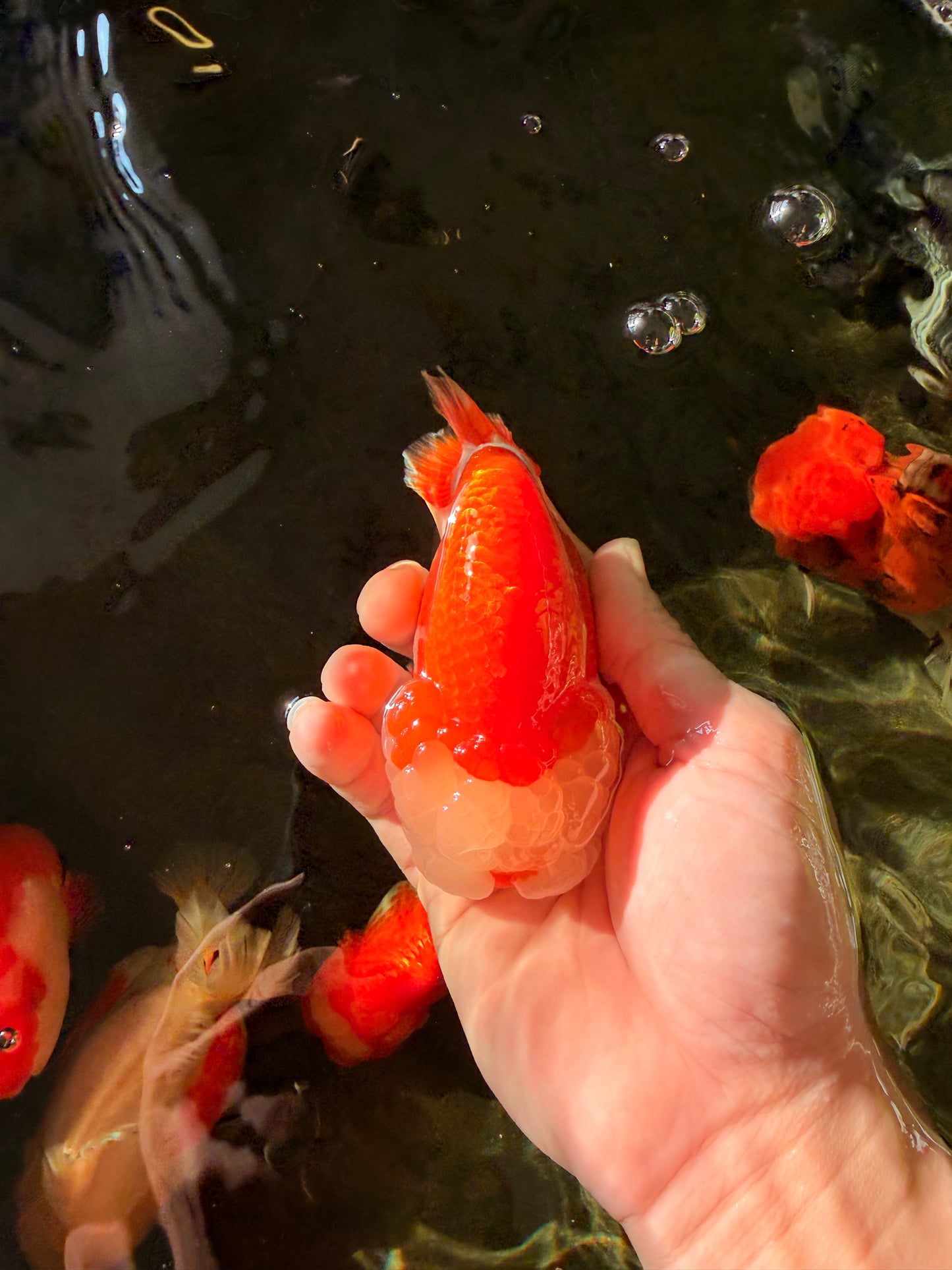 A Grade Red White LionQueen 4.5 inches #030626LC_03