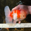 AAA Grade CHONKY Sakura Oranda Male 6 inches #082225OR_10