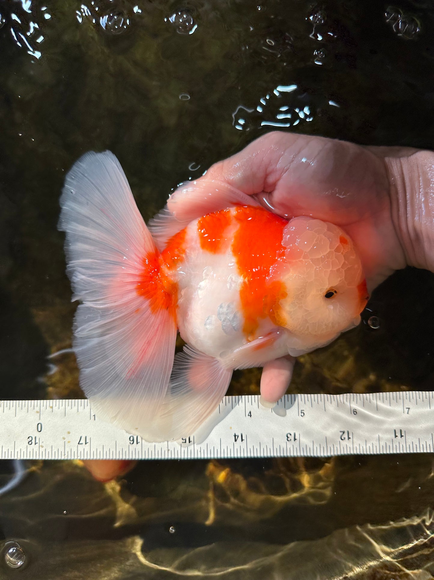 AAA Grade CHONKY Sakura Oranda Male 6 inches #082225OR_10
