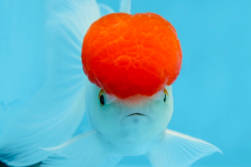 Oranda macho de gorra roja de grado A de 4 pulgadas n.° 0906OR_26