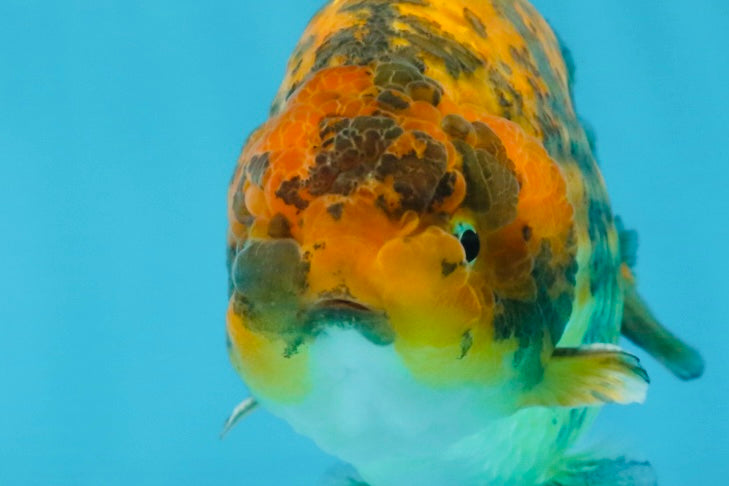 A Grade Tiger LionKing 5 inches #103125LC_14