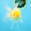 AAA Grade Lemonhead Oranda Male 5 inches #080125OR_20