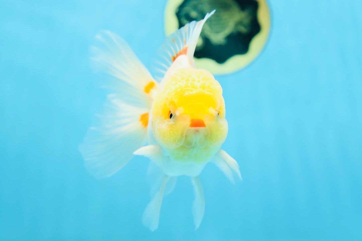 AAA Grade Lemonhead Oranda Male 5 inches #080125OR_20