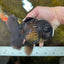 AAA Grade Godzilla Black Oranda Male 5.5 inches #100325OR_11