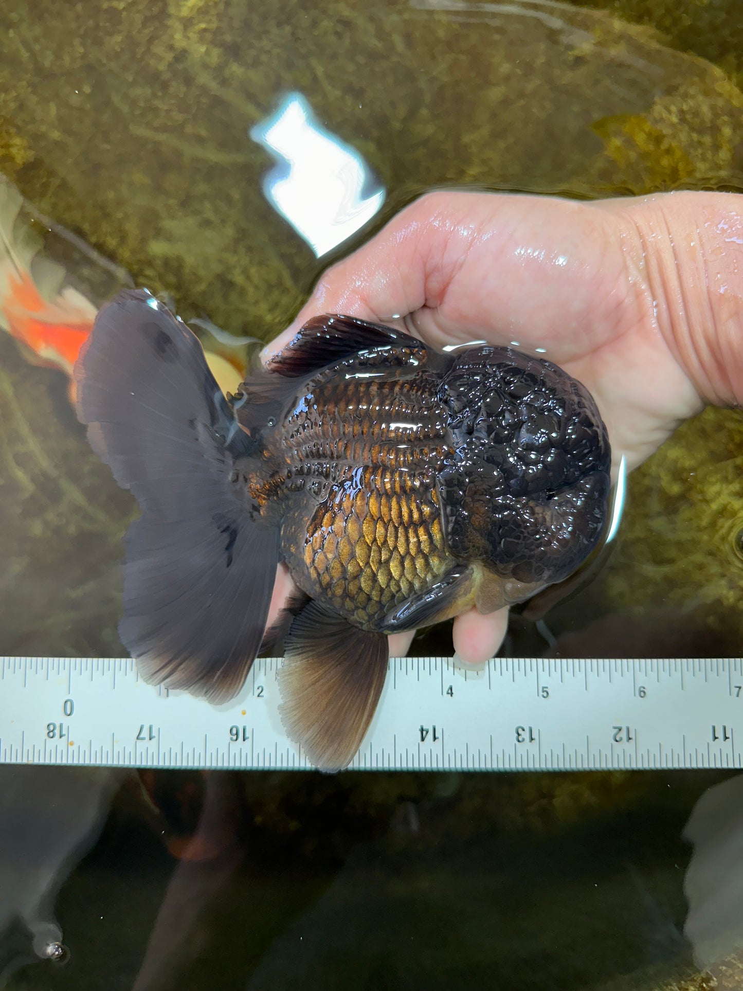 AAA Grade Godzilla Black Oranda Male 5.5 inches #100325OR_11