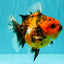 A Grade Tiger Oranda Female 5.5 inches #062626OR_38