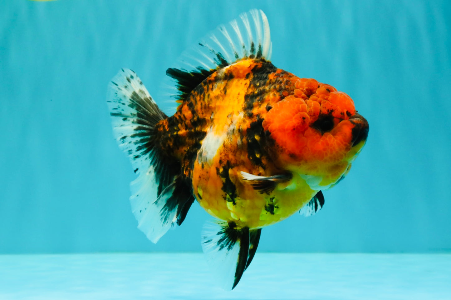 A Grade Tiger Oranda Female 5.5 inches #062626OR_38