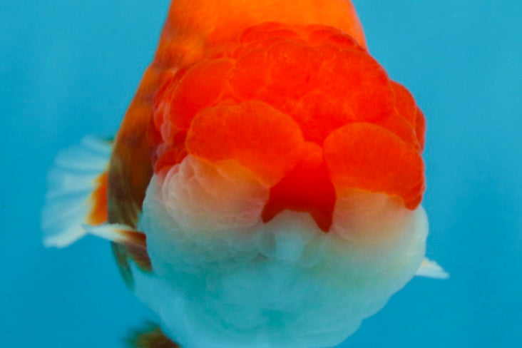 A Grade Red White LionKing 4.5 inches #070425LC_08