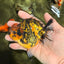 A Grade Tiger Yuanbao Male 4.5 inches #101626YB_34