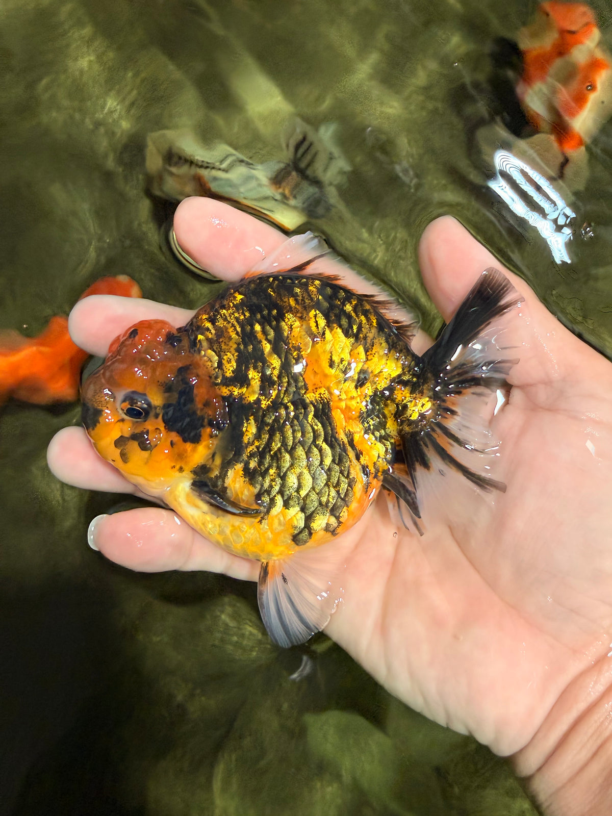 A Grade Tiger Yuanbao Male 4.5 inches #101626YB_34