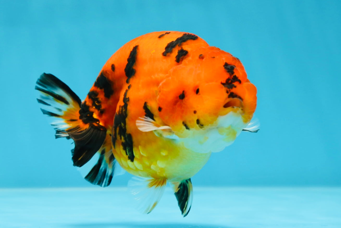 AAA Grade Tiger LionQueen 4.5 inches #053025LC_04