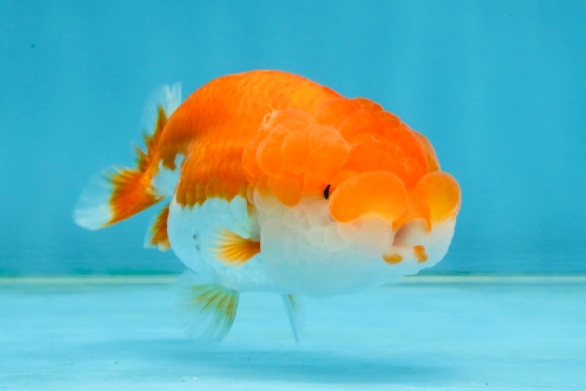 Red White Lionchu Female 4 inches #121225LC_11