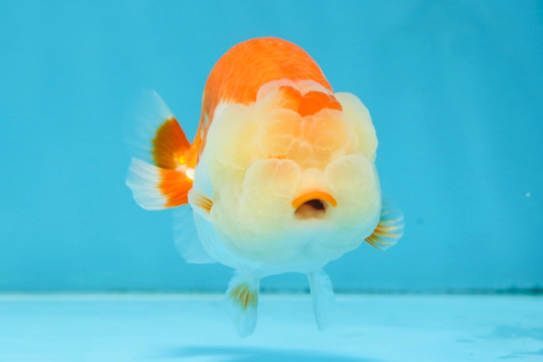 AAA Grade Young Red White LionQueen 4 inches #101025LC_05