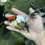 A Grade Tricolor Oranda Female 4.5 inches #010325OR_05