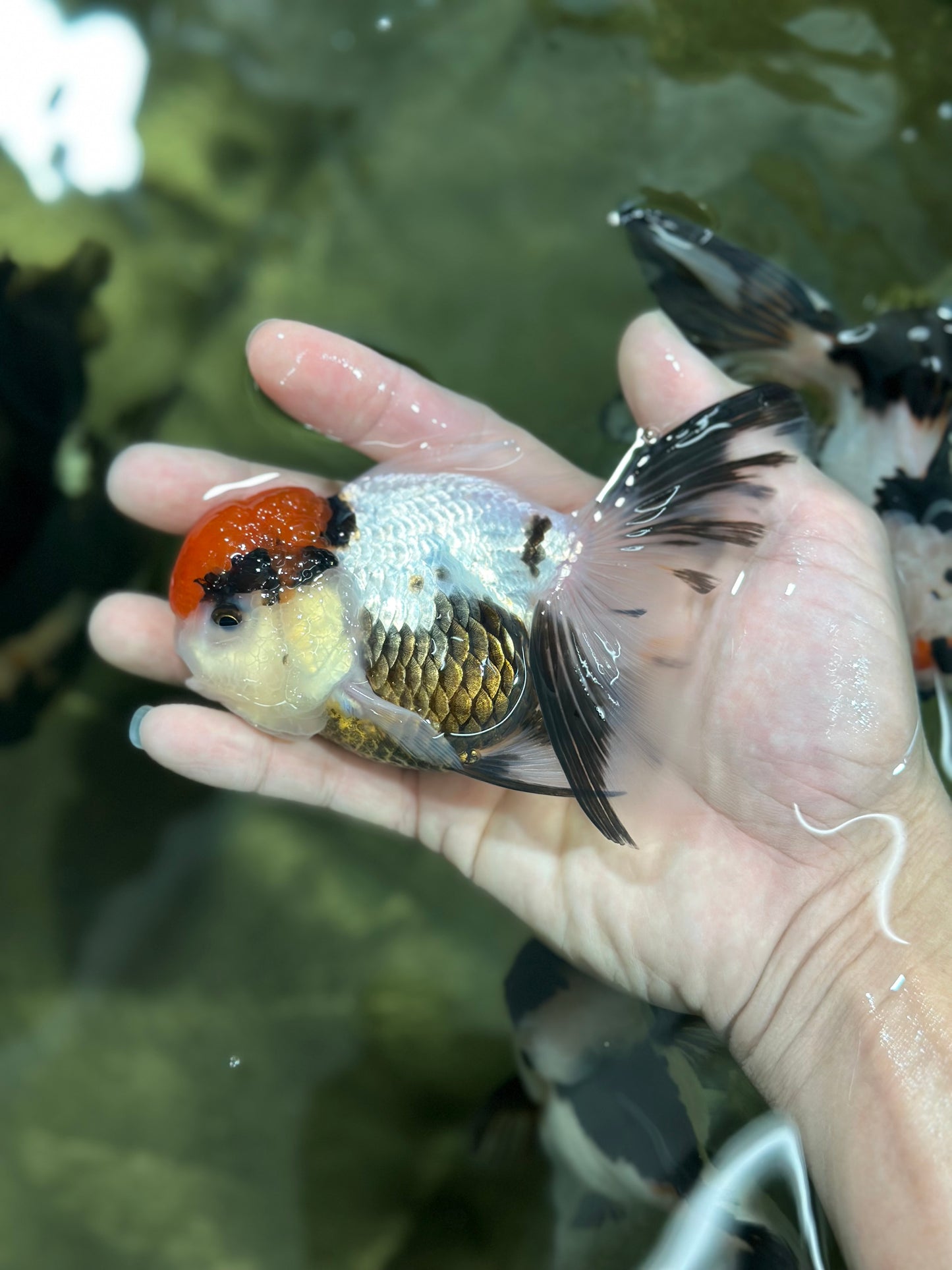 A Grade Tricolor Oranda Female 4.5 inches #010325OR_05