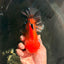 AAA Grade Apache Oranda Male 5.5-6 inches #041726OR_11