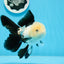 AAA Grade Panda Button Eyes Oranda Male 5 inches #0913OR_08