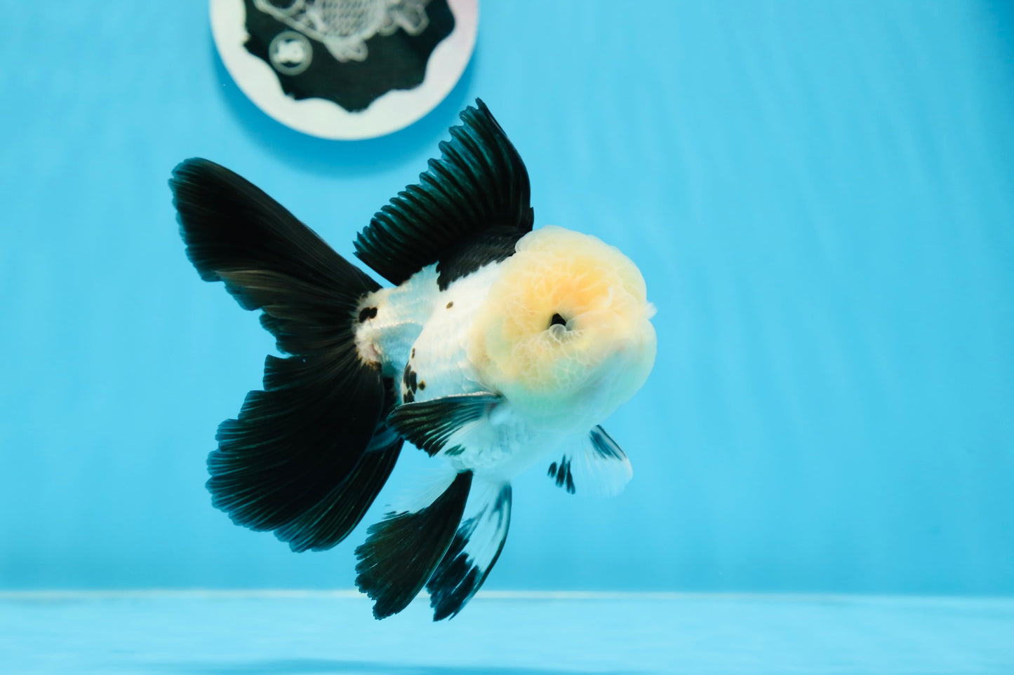 AAA Grade Panda Button Eyes Oranda Male 5 inches #0913OR_08