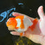 AAA Grade Red White Nemo LionKing 4.5 inches #1124LC_11