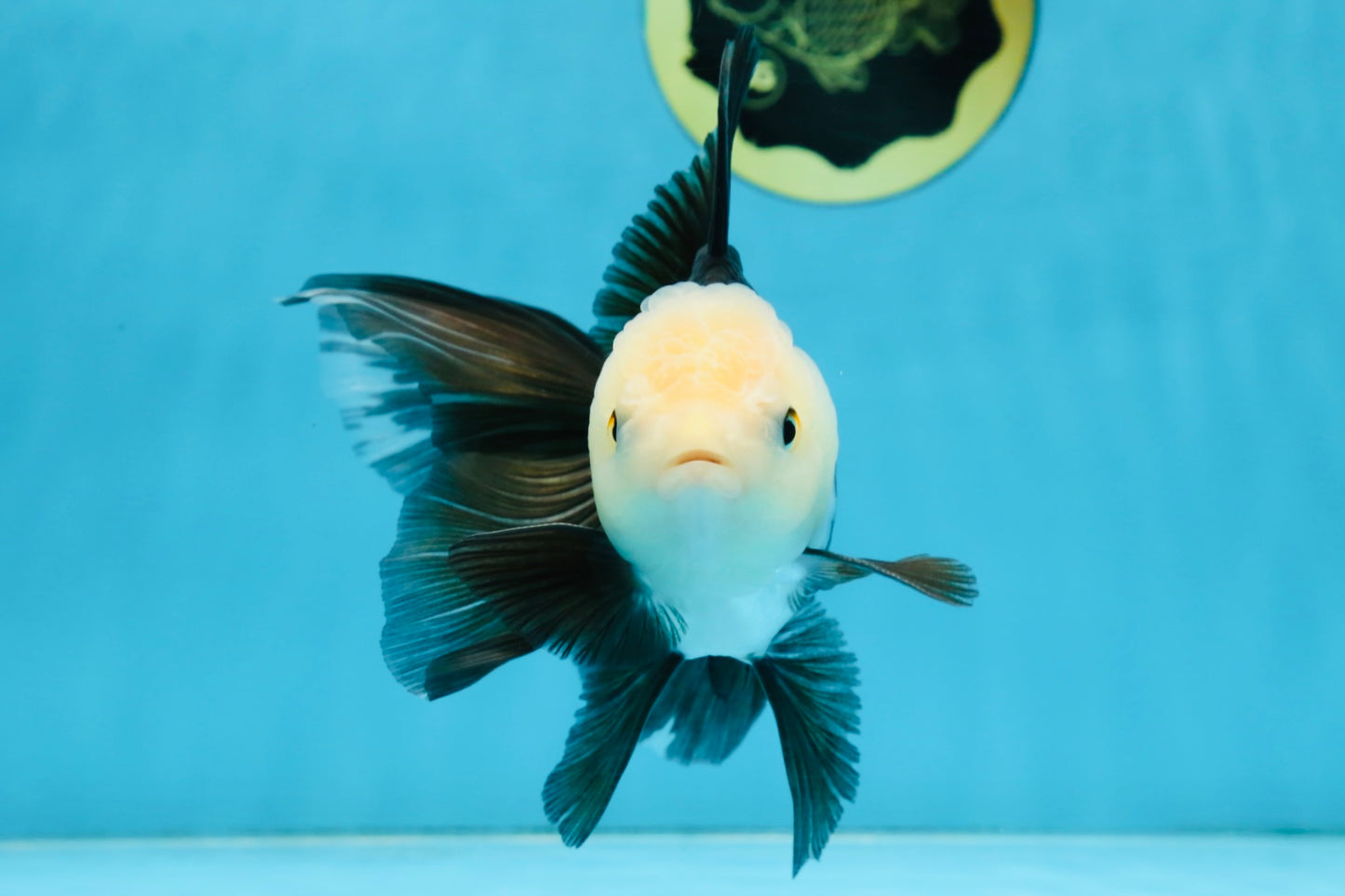 FLUFFY Panda Oranda Male 5-5.5 inches #091925OR_04
