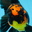 A Grade Apache Lava Head Oranda Male 5-5.5 inches #081525OR_25