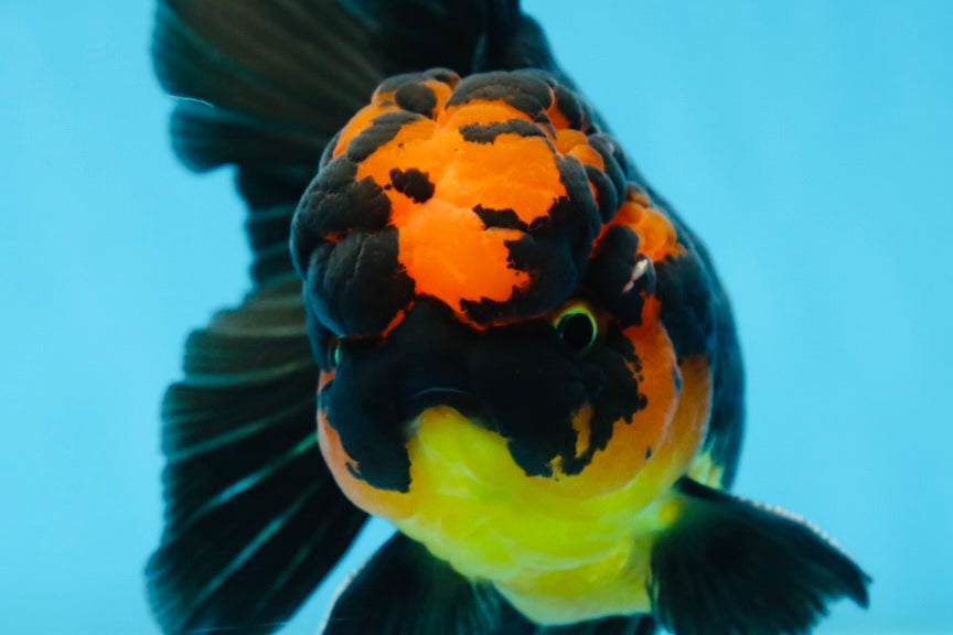 A Grade Apache Lava Head Oranda Male 5-5.5 inches #081525OR_25
