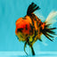 CHARLIE AAA Grade Beautiful Tiger Oranda Male 6-6.5 inches #061926OR_17