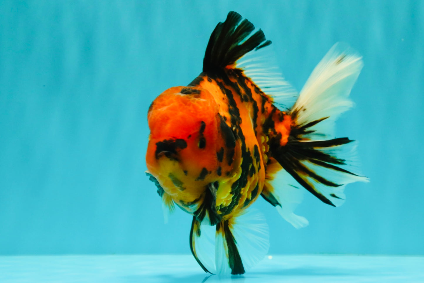 CHARLIE AAA Grade Beautiful Tiger Oranda Male 6-6.5 inches #061926OR_17