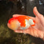 FLUFFY WEN A Grade Red White LionQueen Female 5 inches #051526LC_14
