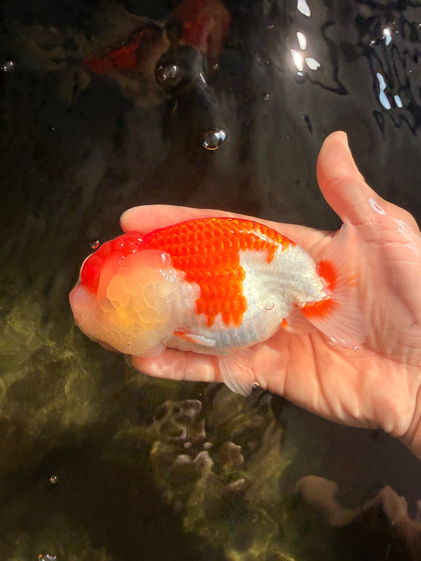 FLUFFY WEN A Grade Red White LionQueen Female 5 inches #051526LC_14