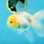 A Grade White Oranda Male 5 inches #060625OR_22