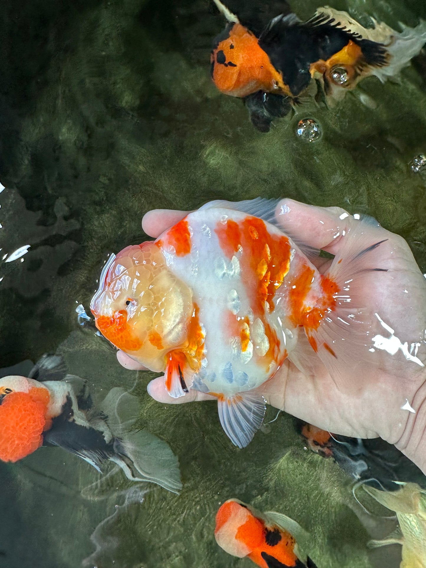 A Grade Kohaku Sakura Yuanbao Male 5.5 inches #052325YB_25