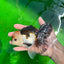 A Grade Unique Color Tricolor Oranda Male 5-5.5 inches #0607OR_05