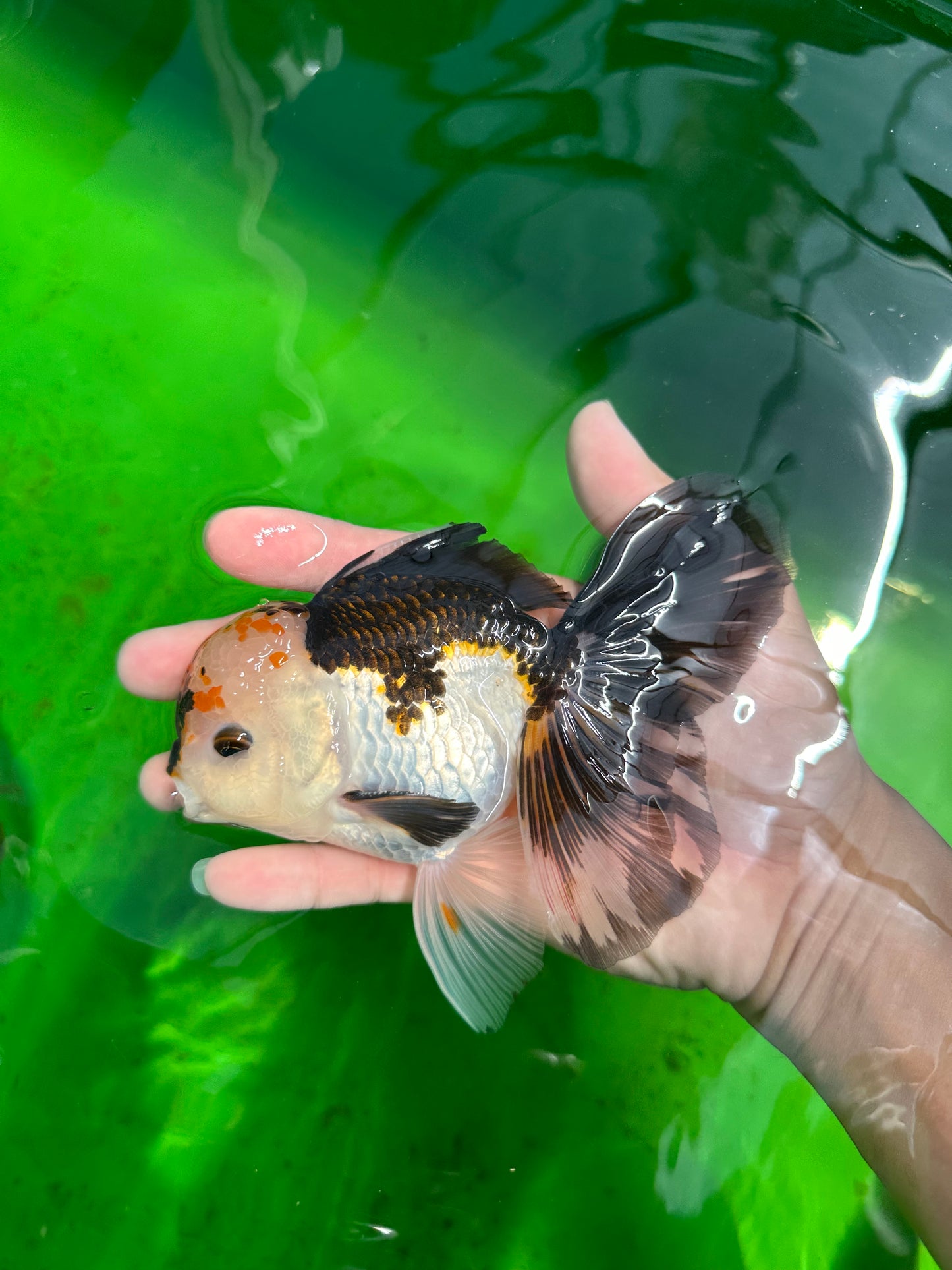 A Grade Unique Color Tricolor Oranda Male 5-5.5 inches #0607OR_05