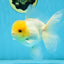 A Grade Lemonhead Oranda Male 5-5.5 inches #091925OR_03