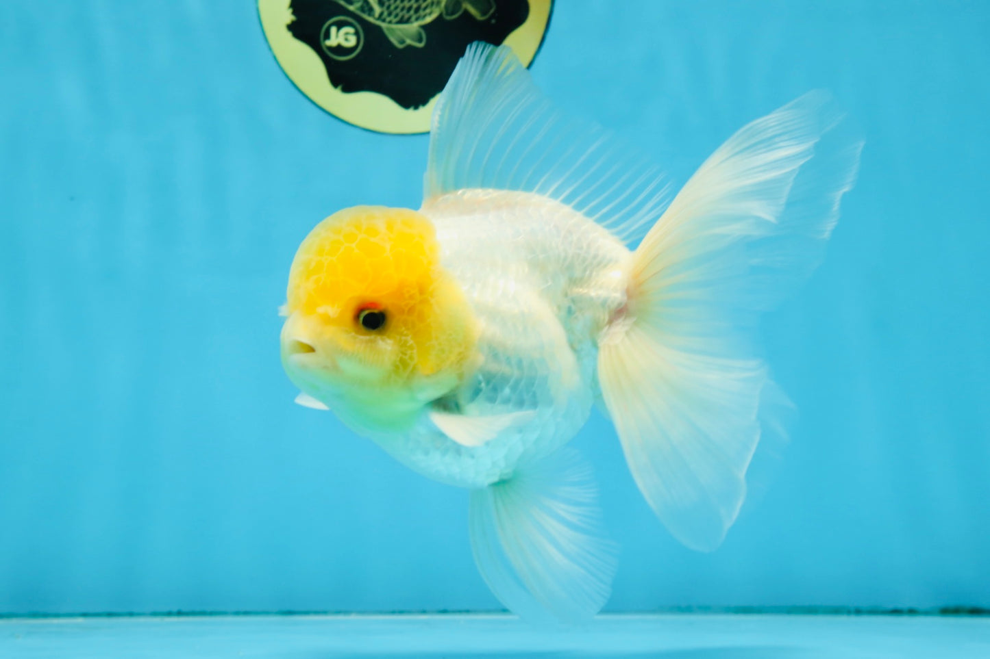 A Grade Lemonhead Oranda Male 5-5.5 inches #091925OR_03
