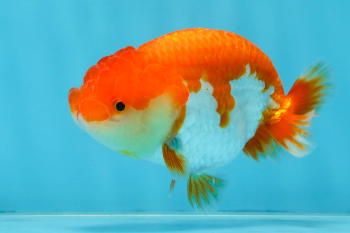 CHUBBY AAA Grade Red White LionQueen 4-4.5 inches #102425LC_13