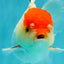 Red White Oranda Female 5 inches #110824OR_05